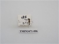 藏品(黑條細花天牛)的圖片